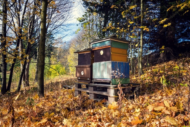 Kleurrijke houten bijenkorven in mooie herfst natuur zonnige dag