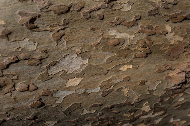 Kleurrijke houtschors textuur camouflage