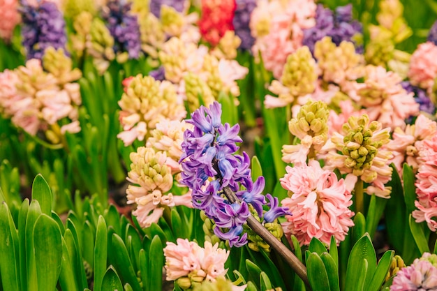 Kleurrijke hyacinthus mooie bloem in de tuin