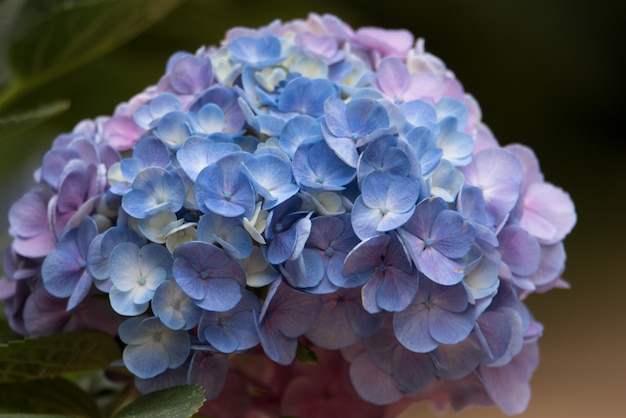 Kleurrijke Hydrangea hortensiabloem op natuurlijke achtergrond.