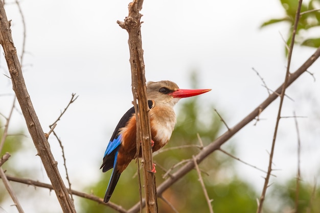 Kleurrijke ijsvogel rust op de tak Meru Kenya