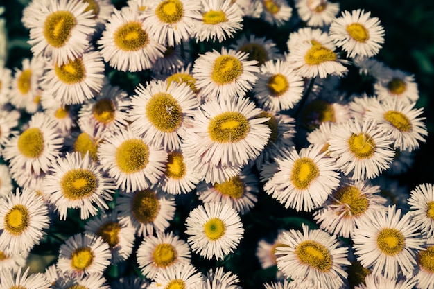 Kleurrijke kamille in de tuin, zomer achtergrond. Fotografie magische bloem op onscherpe achtergrond