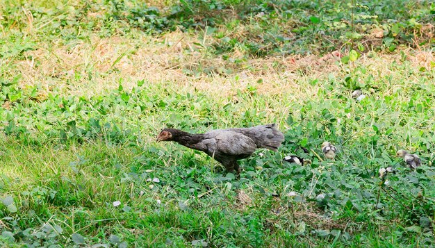 kleurrijke kip lopen rustig op groene weide