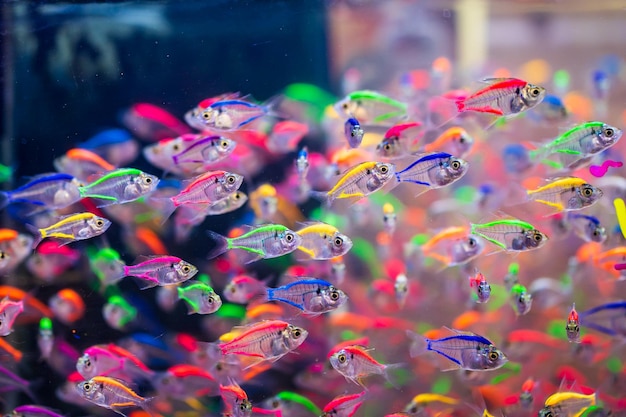 Foto kleurrijke kleine vissen die in het aquarium zwemmen