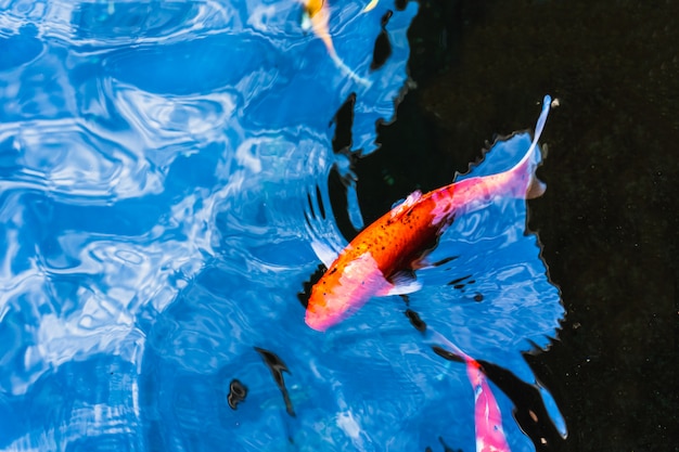 Foto kleurrijke koi-vissen die in een vijver in tuin zwemmen