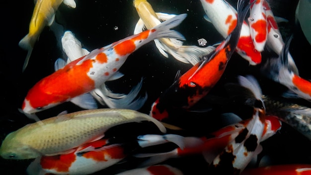 Kleurrijke Koi-vissen die in een watertuin zwemmen