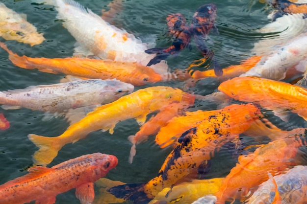 Kleurrijke koi vissen traditionele siervissen in vijver