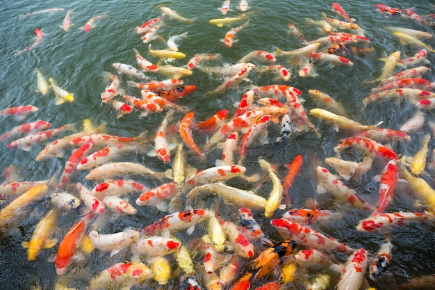 Foto kleurrijke koi-vissen