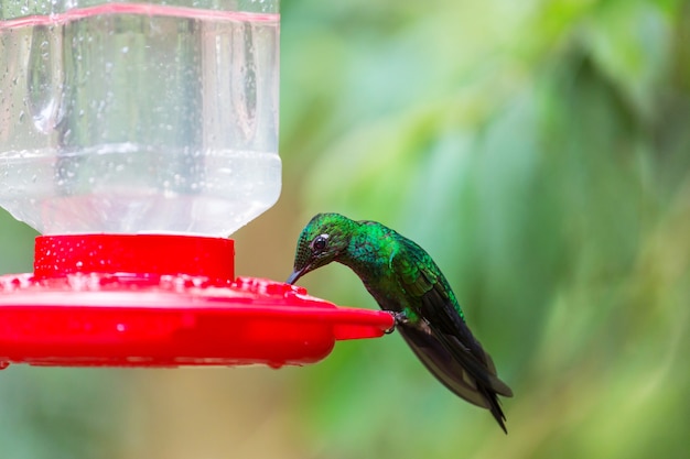 Kleurrijke kolibrie in Costa Rica, Midden-Amerika