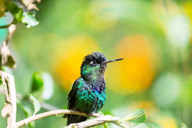 Kleurrijke kolibrie in Costa Rica, Midden-Amerika