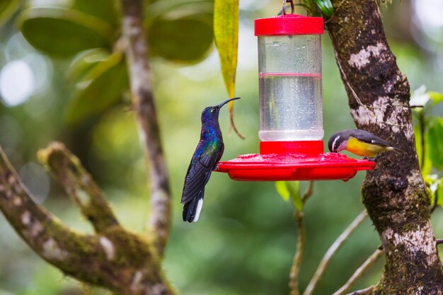 Kleurrijke kolibrie in Costa Rica, Midden-Amerika