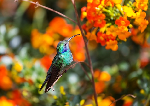 Kleurrijke kolibrie in Costa Rica, Midden-Amerika