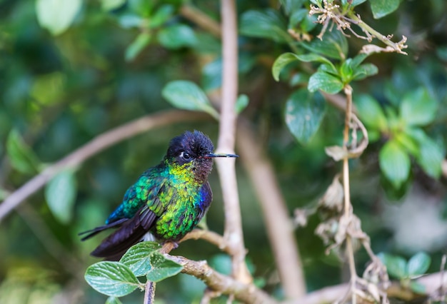 Kleurrijke kolibrie in Costa Rica, Midden-Amerika