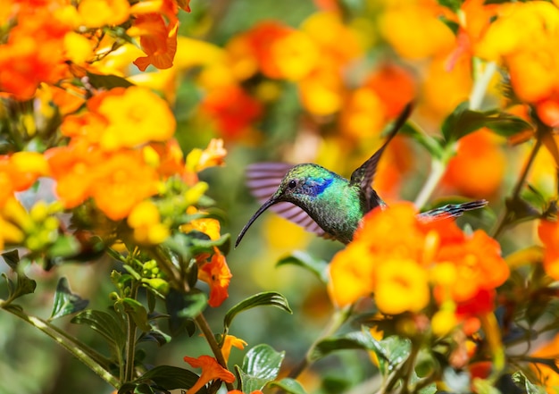 Kleurrijke kolibrie in Costa Rica, Midden-Amerika