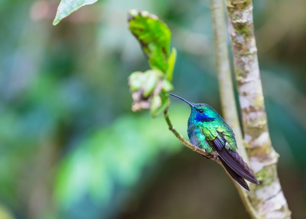 Kleurrijke kolibrie in Costa Rica, Midden-Amerika