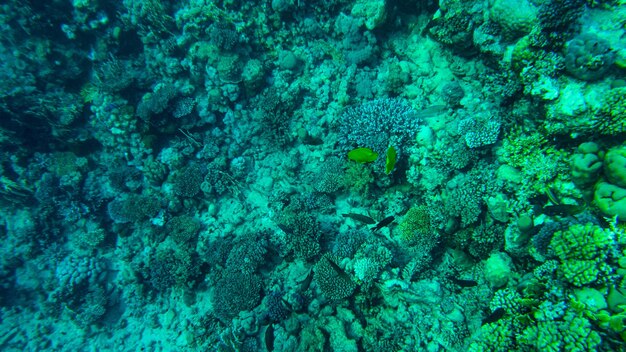 Kleurrijke koralen en vissen in de rode zee sharm el sheikh