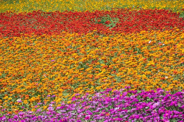 Kleurrijke kosmos bloemen boerderij in de buitenlucht