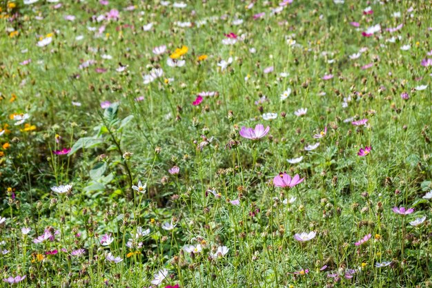 Foto kleurrijke kosmos bloemen boerderij