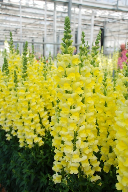 Kleurrijke leeuwenbek Antirrhinum majus bloeien in de tuin achtergrond met selectieve focus snijbloemen