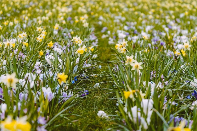 Kleurrijke lente bloembed met krokussen en narcissen