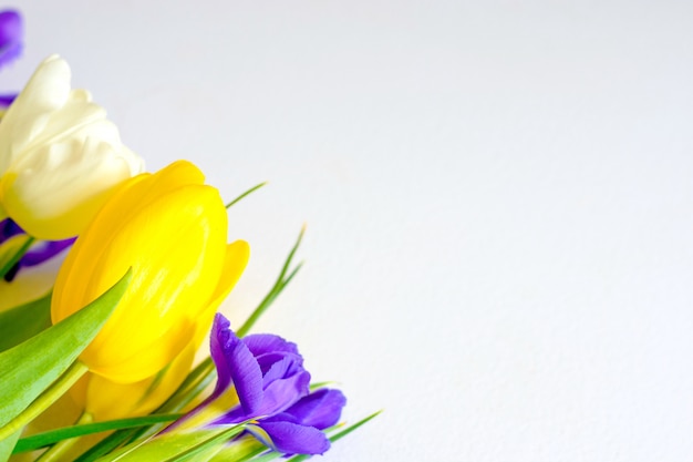 Kleurrijke lente tulpen en iris bloemen op witte achtergrond