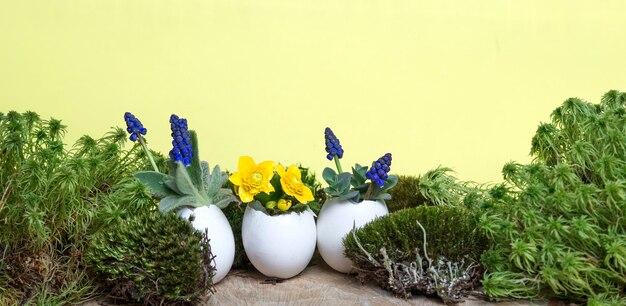 Kleurrijke Lentebloemen in eierschaal bloempot voor Pasen