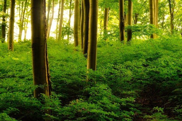 Kleurrijke levendige groene lente betoverd bos