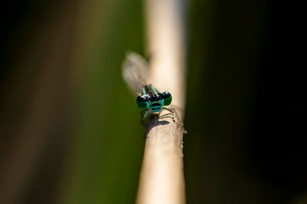 Foto kleurrijke libel op kleine tak