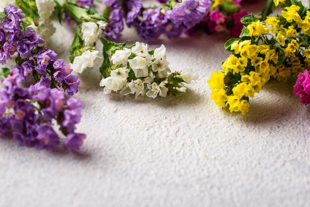 Kleurrijke Limonium-bloem op wit