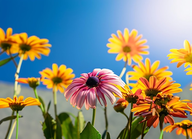 Kleurrijke madeliefje bloem onder blauwe hemel zonlicht