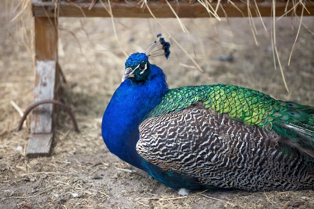 Kleurrijke mannelijke pauw zittend op de grond in de dierentuin