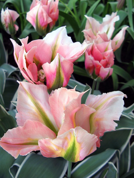 Kleurrijke mooie roze groene tulp bloem ongebruikelijke vorm zoals lelie op groene achtergrond close-up