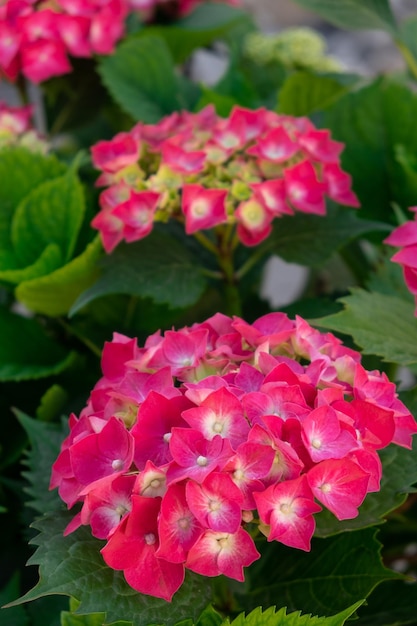 Kleurrijke natuur rode hortensia bloemen bloeien in de tuin close-up