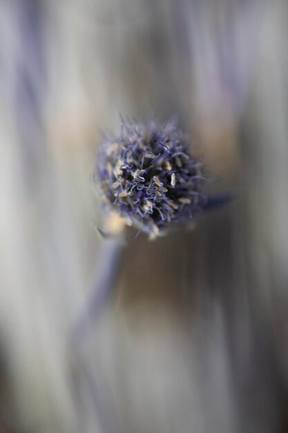 Kleurrijke natuurlijke verse tuinbloemen