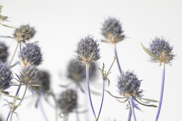 Kleurrijke natuurlijke verse tuinbloemen