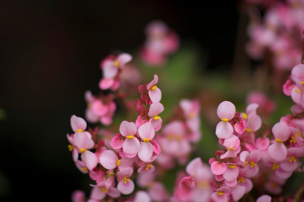 Kleurrijke natuurlijke verse tuinbloemen