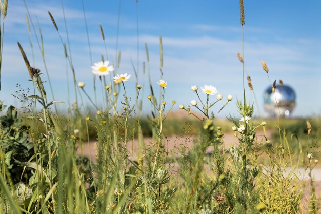 Kleurrijke natuurlijke weide bloemen op veld in clear