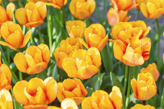 Kleurrijke oranje de Lente van tulpen verse bloemen dichte omhooggaand als achtergrond