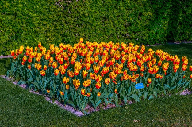 Kleurrijke oranjegele tulpen Keukenhof Park Lisse in Holland