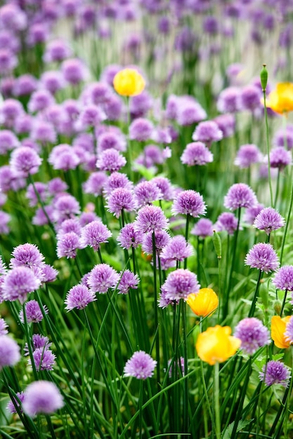 Kleurrijke paarse bloemen die in een tuin groeien Close-up van bieslook of allium schoenoprasum van de amaryllidaceae-soort met levendige bloemblaadjes die bloeien onder gele tulpen op een zonnige dag in het voorjaar