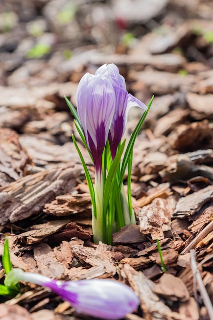 Kleurrijke paarse krokusbloemen die op een zonnige de lentedag in de tuin bloeien