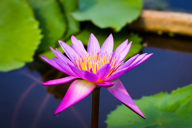 Kleurrijke paarse lotus