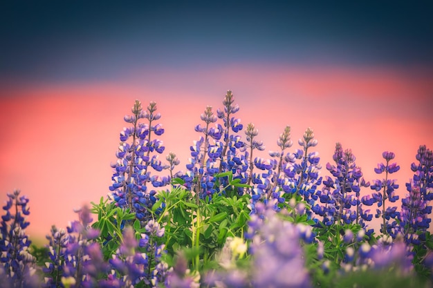 Kleurrijke paarse Lupin bloeiende bloem en zonsondergang hemel op de achtergrond in de zomer