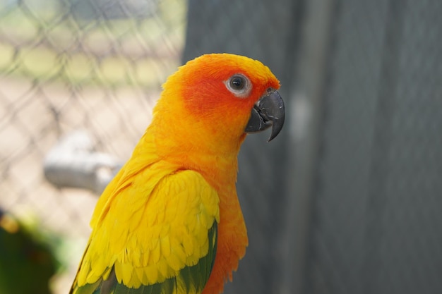 Kleurrijke papegaai gekooid in een kooi