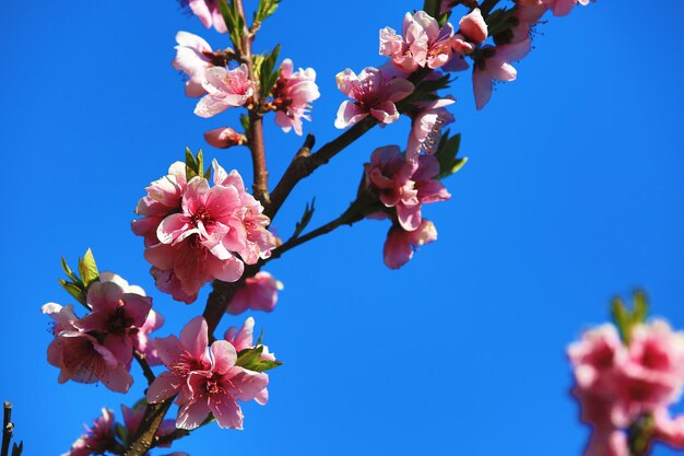 kleurrijke perzikbloemen bloeien op de takken met een blauwe achtergrond