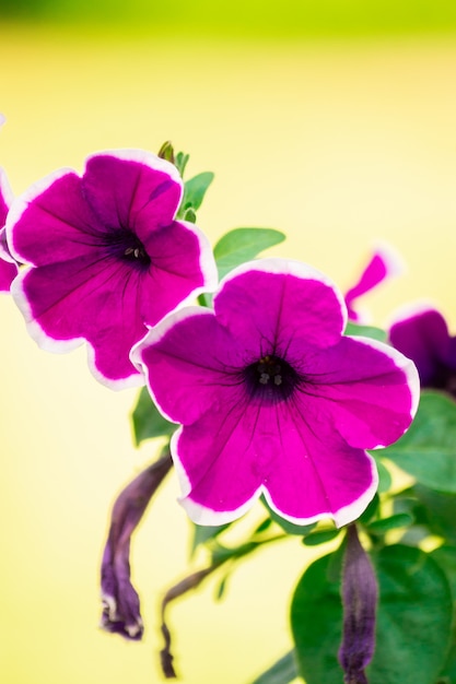 Kleurrijke petunia bloemen close-up