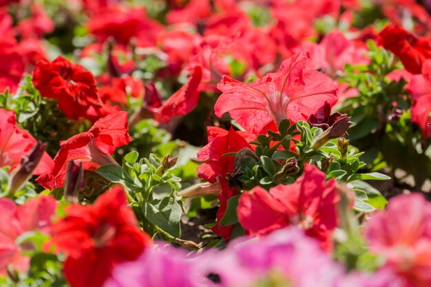 Kleurrijke Petunia-bloemen