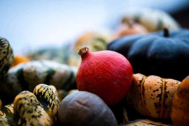 Foto kleurrijke pompoenen klikken in een prachtige pompoentuin in zürich