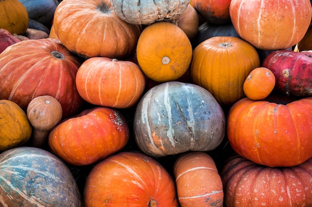 Kleurrijke pompoeneninzameling op openluchtherfstmarkt.