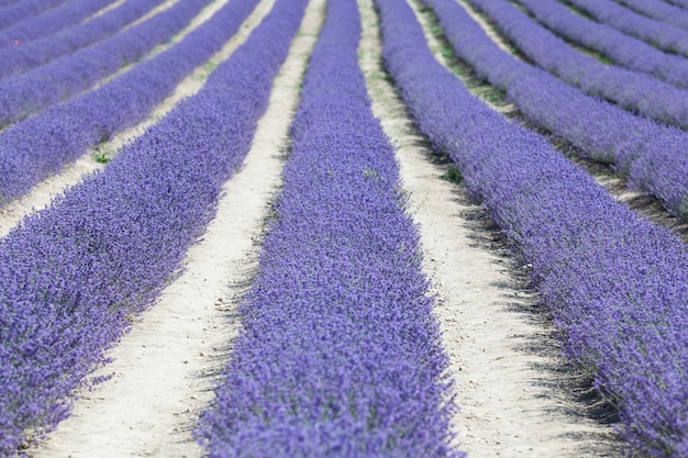 Kleurrijke rijen bloeiende lavandula of landschap met lavendelveld. Selectieve aandacht, ontwerpelement.